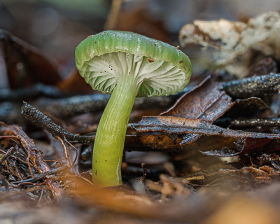 Nature Photography